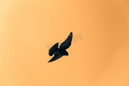 一只鸽子在黄色天空中飞翔的剪影