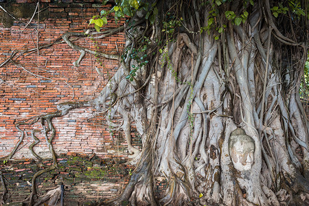 泰国大城府玛哈泰寺树根上的古墙和佛像头。
