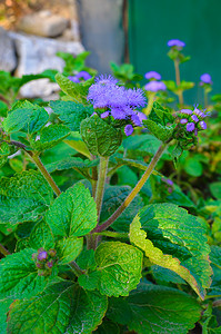 因斯布鲁克的蓝色牙线花或蓝貂、蓝草、猫脚、墨西哥画笔