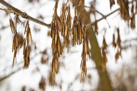大气冬季背景摄影照片_在冬季森林的背景下，柳树的枯叶覆盖着霜。