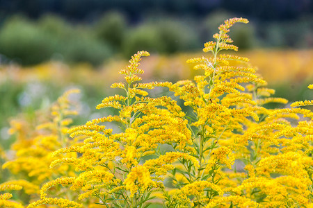 黄色花卉摄影照片_一枝黄花的一朵黄色野花的花序