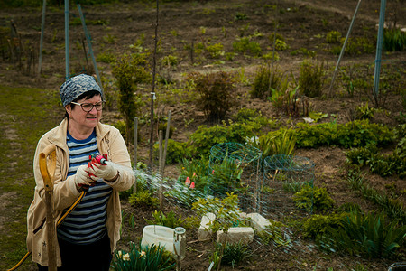园艺和人的概念 — 快乐的老年女性在秋天用花园软管浇灌草坪