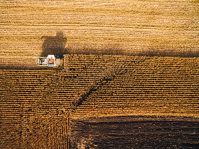 大田摄影照片_在绿色的大田里收割玉米。