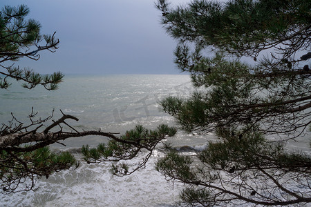 海浪和松树