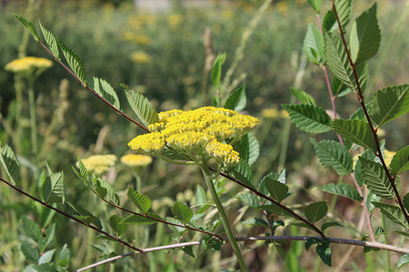黄色西洋摄影照片_黄色开花的西洋蓍草 (Achillea millefolium)。