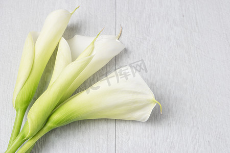 白色淡雅摄影照片_典雅的春天花，马蹄莲