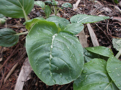 蔬菜地，种植白菜