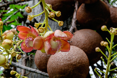 Couroupita guianensis - 炮弹树花