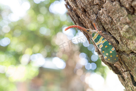 灯笼飞灯笼虫，Pyrops sultana