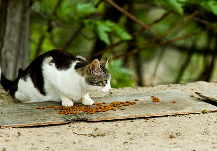 流浪猫摄影照片_吃食物的流浪猫