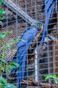 蓝金刚鹦鹉坐在桑特德拉克鲁兹港的一根树枝上