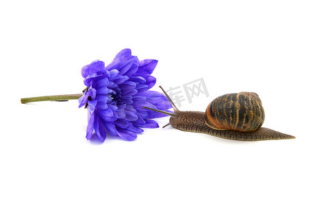 一朵菊花摄影照片_蜗牛接近一朵切开的蓝菊花