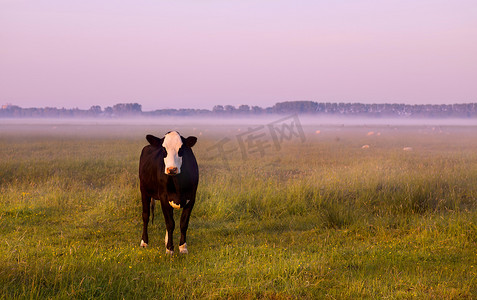牧场上的黑白奶牛