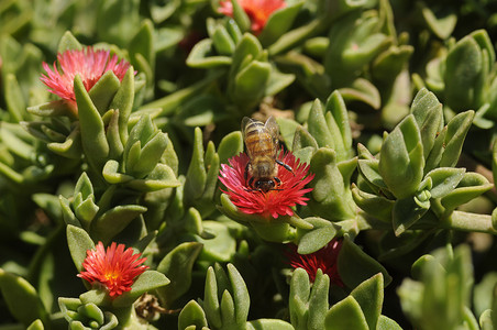 工蜂从冰花中采集花蜜