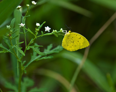 蝴蝶普通草黄色 Eurema hecabe 花特写