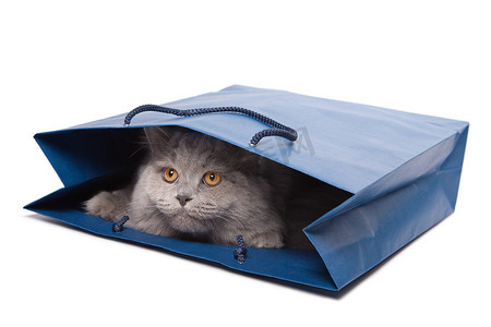 蓝色布袋摄影照片_孤立在蓝色袋子里的可爱英国小猫