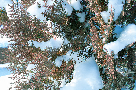 大气冬季背景摄影照片_寒冷的冬季干燥植物细节特写覆盖着白雪