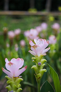 姜黄 (Siamese Tulip Curcuma Alismatifolia) 花 I