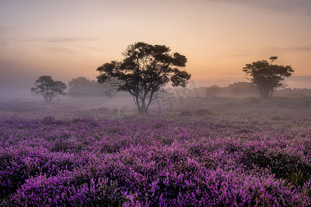 荷兰 Hilversum Veluwe Zuiderheide 附近盛开的石南花田，早晨盛开的粉紫色石南花田，日出时有薄雾