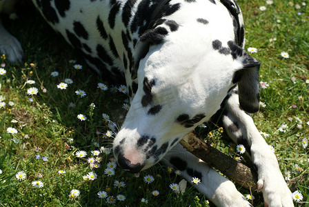 斑点花摄影照片_斑点狗和一些花。