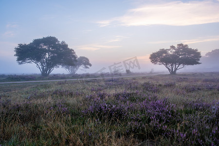 荷兰 Hilversum Veluwe Zuiderheide 附近盛开的石南花田，早晨盛开的粉紫色石南花田，日出时有薄雾