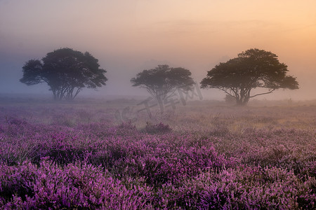 荷兰 Hilversum Veluwe Zuiderheide 附近盛开的石南花田，早晨盛开的粉紫色石南花田，日出时有薄雾