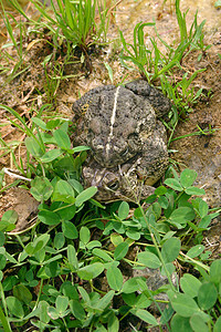 伍德豪斯蟾蜍（Bufo woodhousii）