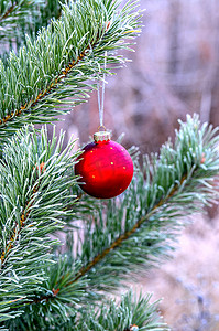 森林里圣诞树的树枝上挂着新年舞会