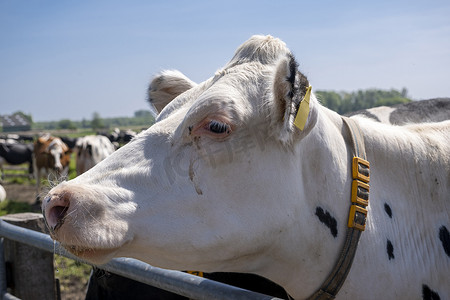 典型荷兰环境中的荷兰奶牛。荷兰