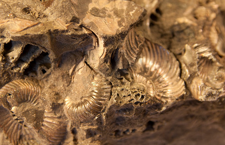 矿物岩石摄影照片_贝壳化石