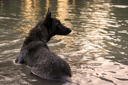 游泳的荷兰牧羊犬