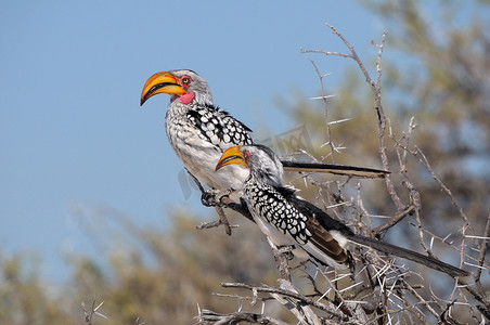 南方黄嘴犀鸟、Tockus leucomelas