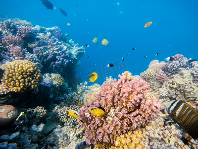 埃及红海珊瑚花园中的鱼群