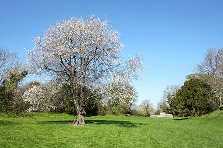 野樱桃树 (prunus avium)