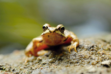 青蛙小青蛙摄影照片_棕色的小青蛙