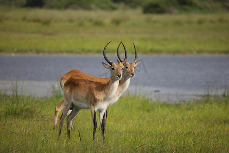 在非洲博茨瓦纳大草原的野生黑斑羚羚羊