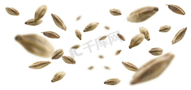 白色背景中漂浮的大麦麦芽粒