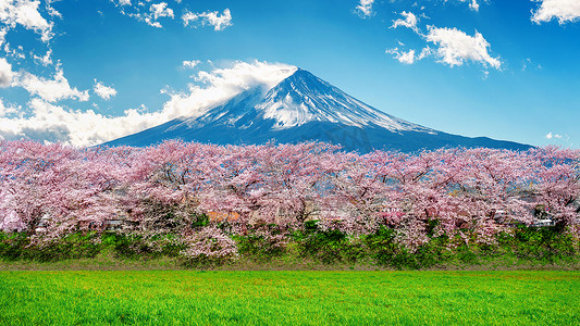 日本春天的富士山和樱花。