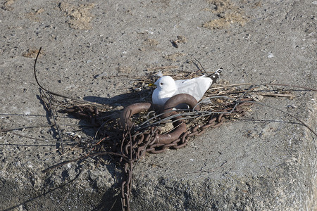 海鸥用链条筑巢
