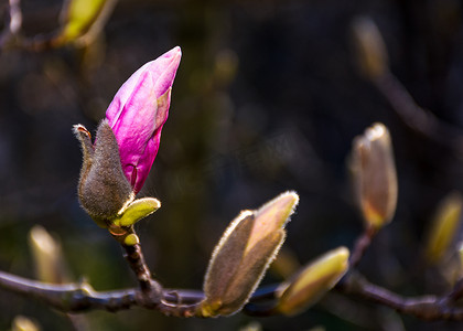 木兰花摄影照片_洋红色木兰花在春天开放