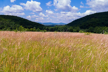 站在山峰上摄影照片_一片长满青草的草地，两个山坡之间风景如画，山峰上的绿色森林站在远处，蓝天白云。