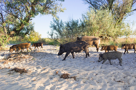野猪家族在海边沙滩上散步