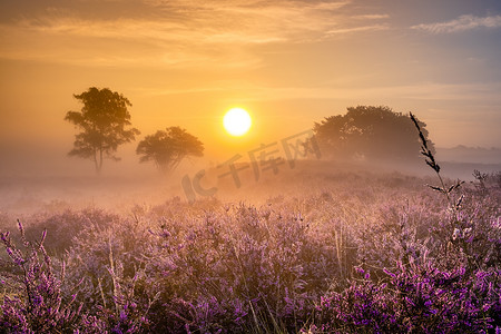 荷兰 Hilversum Veluwe Zuiderheide 附近盛开的石南花田，早晨盛开的粉紫色石南花田，日出时有薄雾