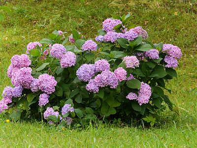 草坪中间绣球花丛中粉红色和紫色花的花序