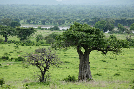 夏季图片摄影照片_非洲大草原夏季图片 Wild Safari 坦桑尼亚 卢旺达 博茨瓦纳 肯尼亚