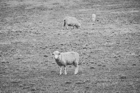 白天在农场放羊。