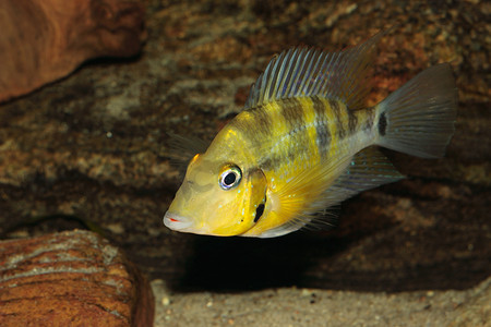 黄火嘴 (Thorichthys passionis)