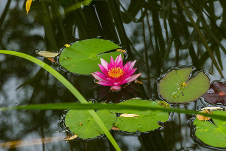 一朵华丽的莲花，粉红色的花瓣和黄色的中心生长在绿色睡莲与露珠之间的水面上。