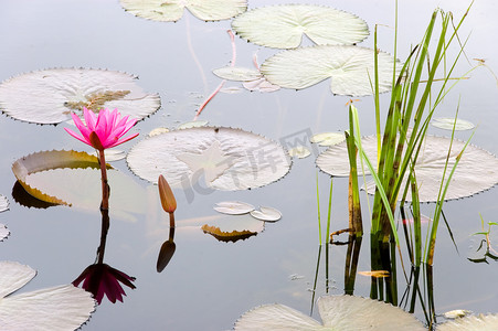 粉色漂浮的花瓣摄影照片_荷花池