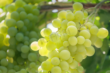 葡萄摄影照片_一串成熟的白葡萄。